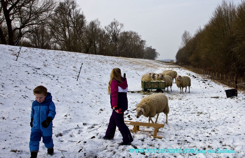 Schaapjes voeren met de slee in de sneeuw.