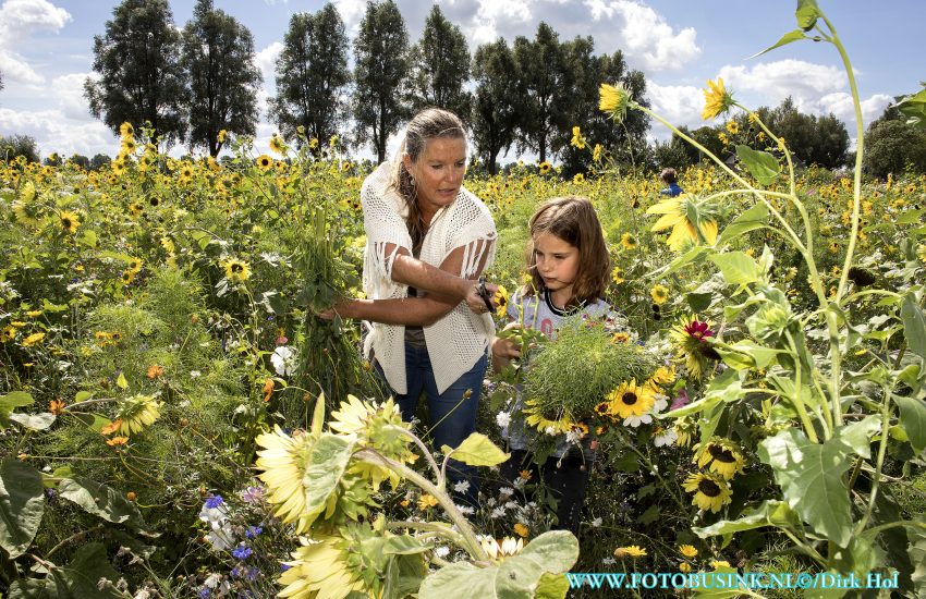 Prachtige bloemen plukken bij de watertoren in Dubbeldam.