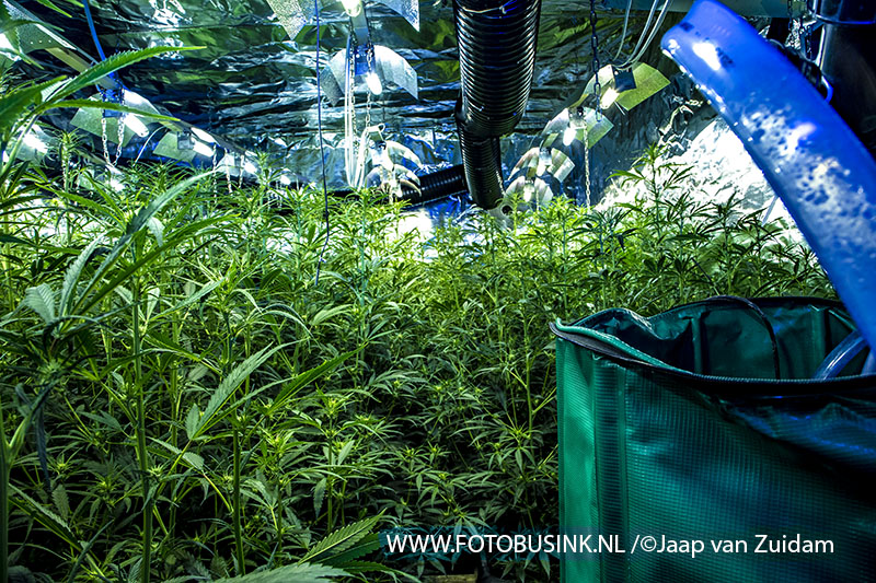 Wietplantage ontdekt in pand aan de Merwedestraat in Dordrecht