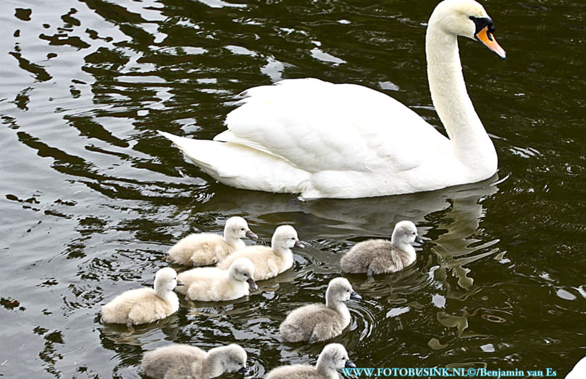 Wat zijn ze toch lief , jonge zwaantjes in de Nassauvijver in Dordrecht.