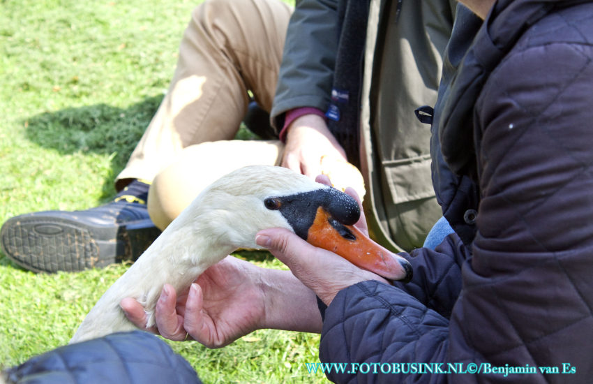 Gewonde zwaan aan de Nassauweg na bijt incident gevangen .