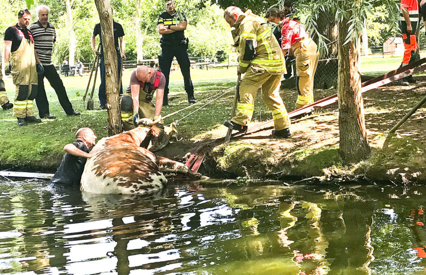 Koe te water bij de kinderboerderij in Sliedrecht.