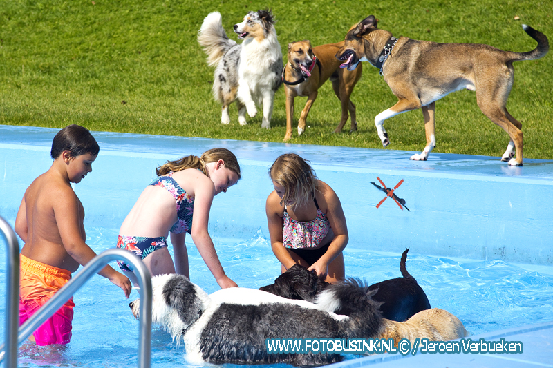 Hondenzwemmen in het Wantijbad ook dit jaar weer een groot succes.