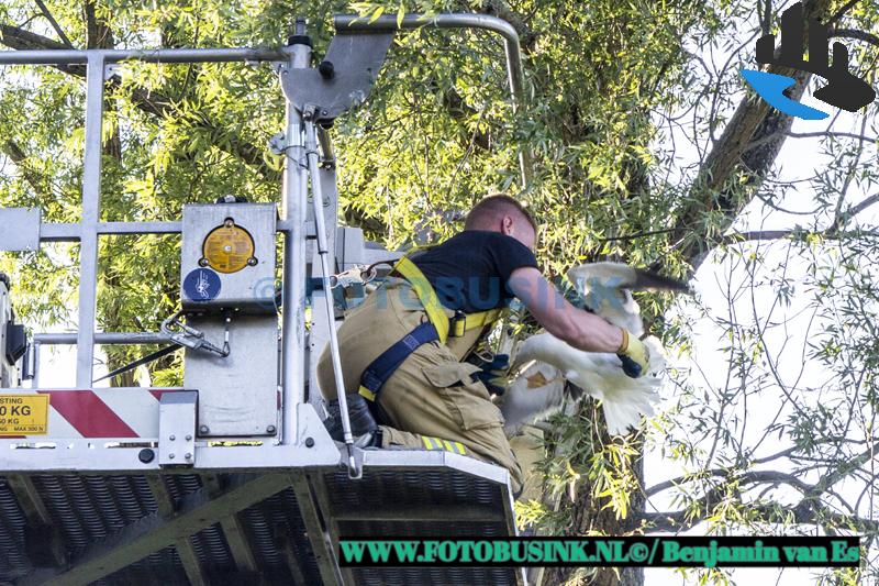 Brandweer opgeroepen voor een dier in nood aan de Troelstraweg in Dordrecht
